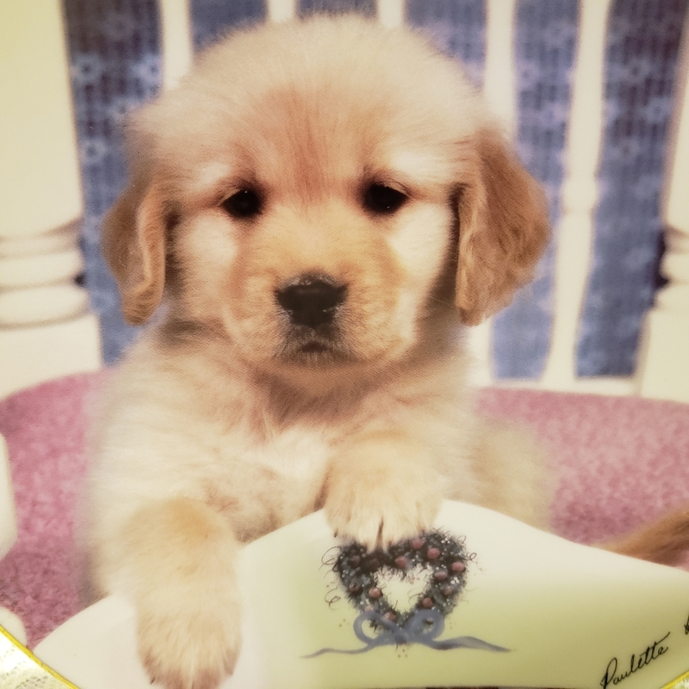 Vtg 1995 Puppy With Heart Gold Rim Plate #0806A